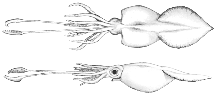 Colossalsquid