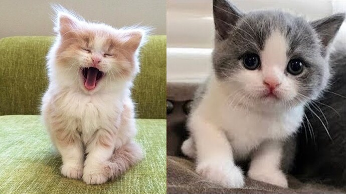 Baby Cats - Cute and Funny Baby Cat Videos Compilation - YouTube