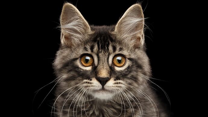 Facts About Cats | Mental Floss