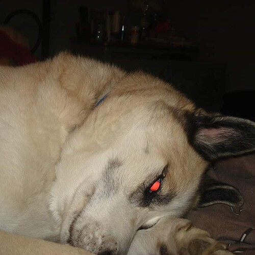 aries1