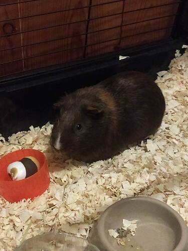 brownie