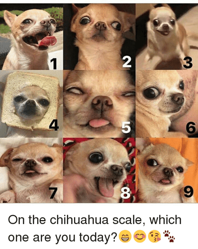 2-3-4-6-8-9-on-the-chihuahua-scale-34780600