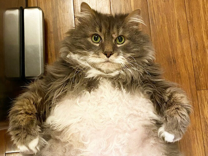 Heavy Hearthrob 'Wilford' Is A 28-Pound Cat Looking For A New D.C. Home |  DCist