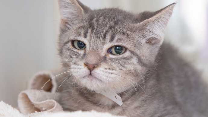 This Arizona kitten could be the new Grumpy Cat