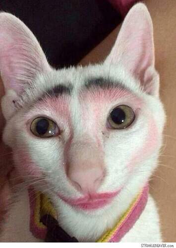 Cats with makeup on 👁️👄👁️ | Dank Memes Amino