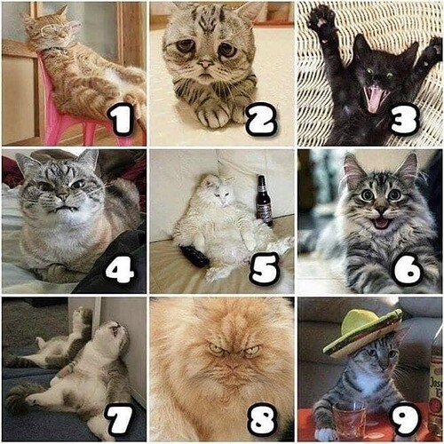 on a scale of cat how are you feeling today