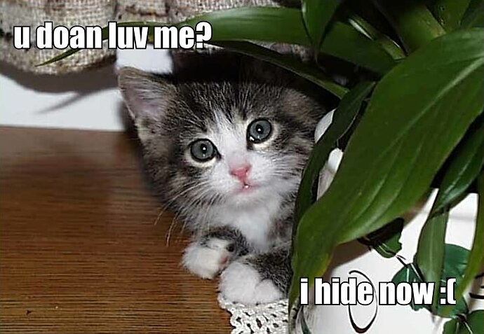 File:Cute kitteh.jpg - Wikimedia Commons