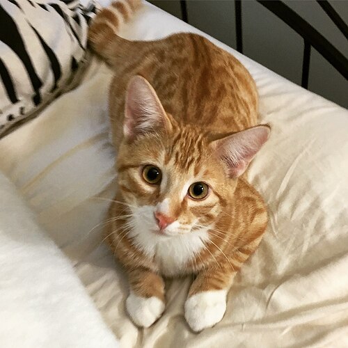 1200px-An_up-close_picture_of_a_curious_male_domestic_shorthair_tabby_cat