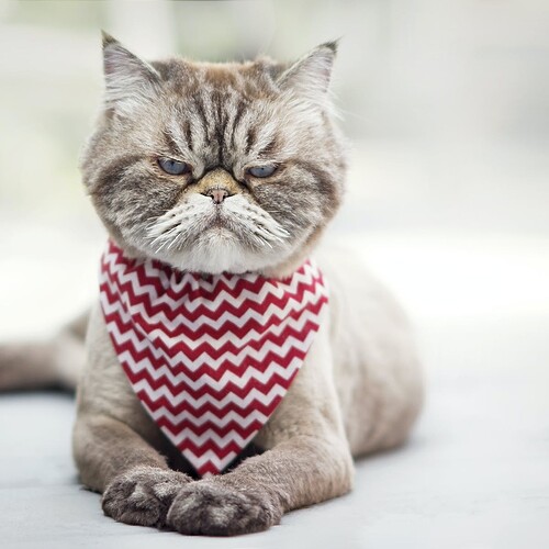 Are you a cat whisperer? How to read Fluffy's facial expressions
