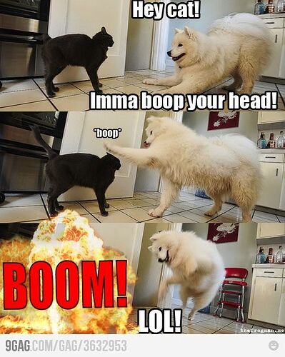 Hey cat! Imma boop your head! | Silly dogs, Funny animal pictures, Funny  dog memes