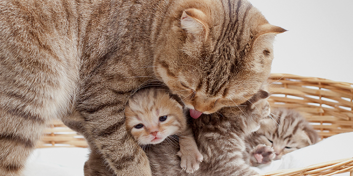 Cat birth | International Cat Care