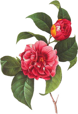 PikPng.com_spring-png_536659