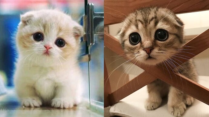 Baby Cats - Cute and Funny Cat Videos Compilation #8 | Aww Animals - YouTube