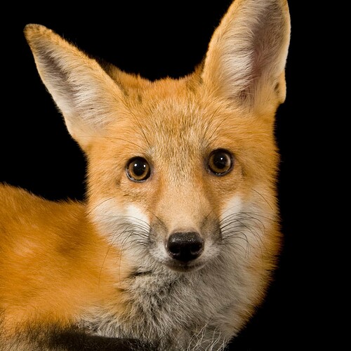 red-fox_thumb