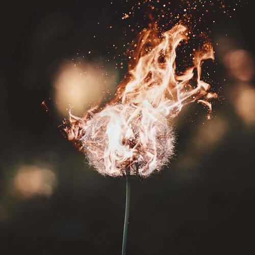 dandelion-on-fire-free-photo