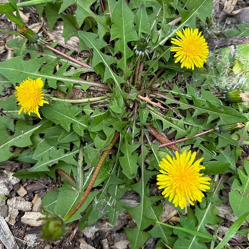 Dandelion leaves are always jagged, as seen in the photo here