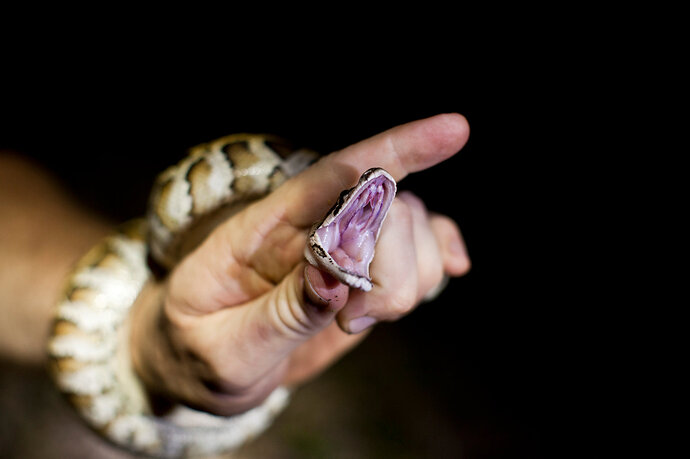 31zimmer-superJumbo-v3