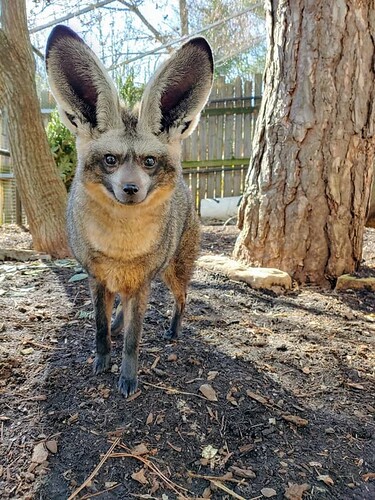 PsBattle_ bat-eared fox