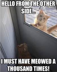 Image result for funny cat memes