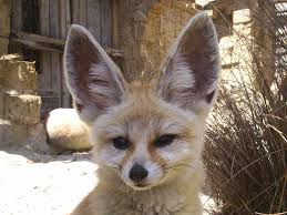 Image result for fox pic