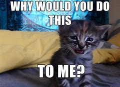 Image result for wasn't so comfortable cat meme