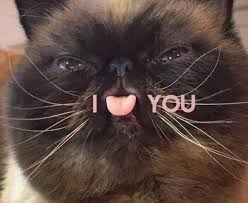 Image result for funny cat memes