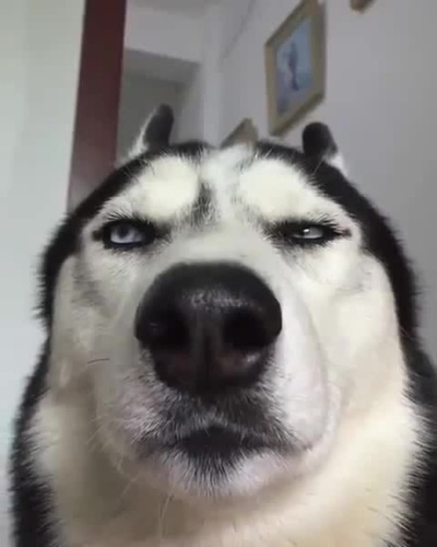 husky