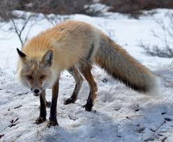 Image result for fox pic