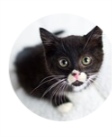 meow