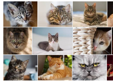 cats