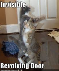The 17 Best "Invisible" Cat Pictures | Cute cat memes, Cat memes clean, Cat  memes