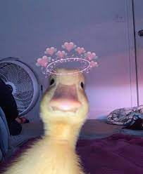 ducklove Tumblr posts - Tumbral.com