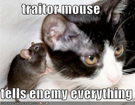 funny-pictures-traiter-mouse-whispers-cat | Paul Anderson | Flickr