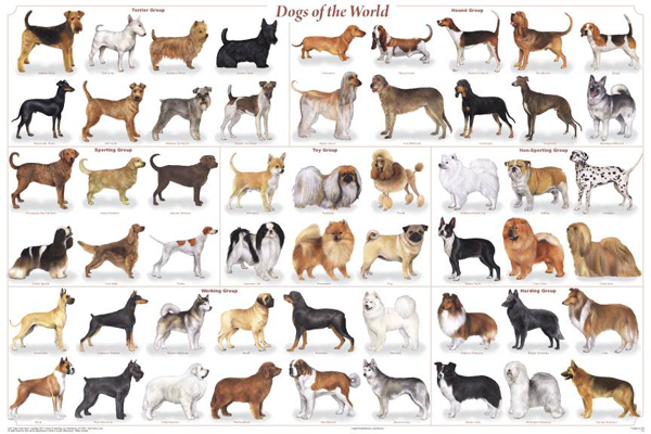 Dog-Breeds