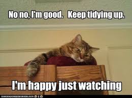 Lolcats - tidy - LOL at Funny Cat Memes - Funny cat pictures with ...