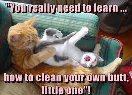 Hilarious Memes 2018 Clean | Funny cat memes, Cat quotes funny ...
