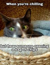 Cat memes😂 | Cats Amino