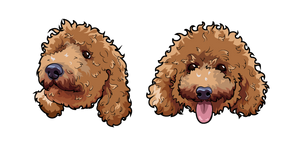 Toy Poodle Dog