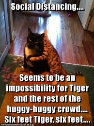 Social Distancing.... - Lolcats - lol | cat memes | funny cats ...