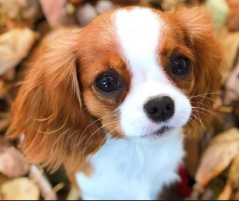 Screenshot 2020-12-18 at 2.14.17 PM