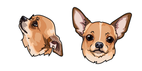 Chihuahua Dog