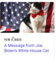 cat meme