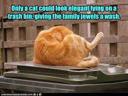 Lolcats - family jewels - LOL at Funny Cat Memes - Funny cat ...