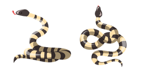 Bungarus Candidus