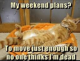 Cat Memes Are the Best Memes - Album on Imgur