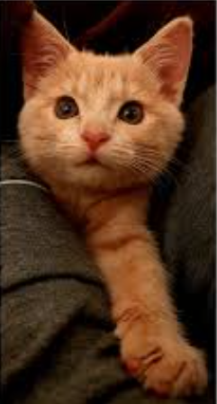 I Found This When I Searched R Eyebleach General Discussion Custom Cursor Community