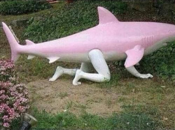 What Is A Cursed Image? 🤔 | Doge Much Wow