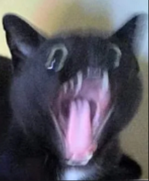 Screenshot 2022-11-11 1.13.11 PM