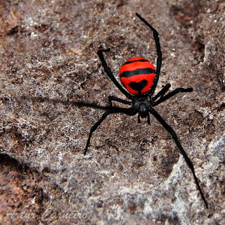 Latrodectus_Carneiro1