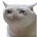 crycat (1)